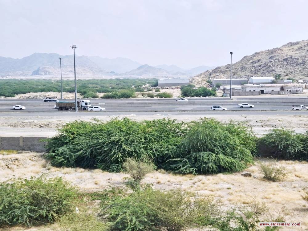 أهالي حي الريان شرقي الرياض يطالبون بتخليصهم من زحف شجرة السلم