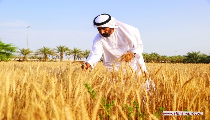 السعودية تعلن شراء 495 ألف طن من القمح