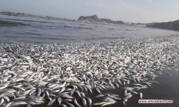 اتهامات حوثية وجنوبية للسعودية بدفن نفايات نووية في اليمن